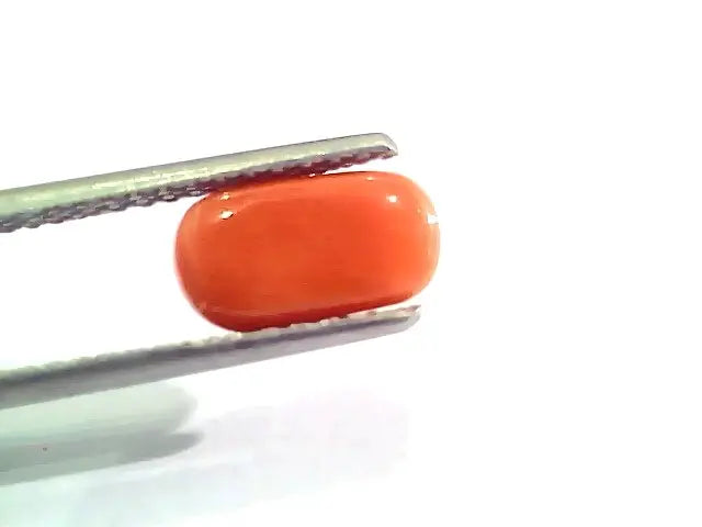 2.53 Ct 4 Ratti Natural Italian Red Coral Moonga Gemstone AAAA
