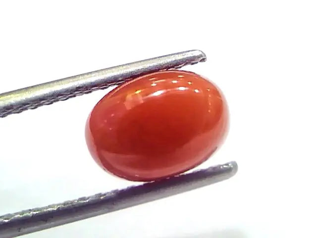 2.56 Ct 2.81 Ratti Natural Untreated Italian Red Coral Moonga Gems