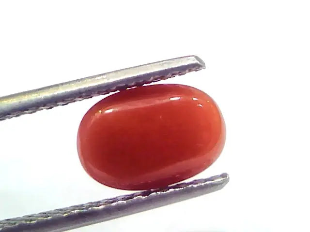 2.56 Ct 2.81 Ratti Natural Untreated Italian Red Coral Moonga Gems