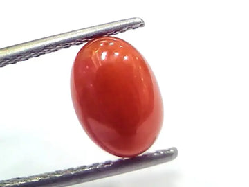 2.56 Ct 2.81 Ratti Natural Untreated Italian Red Coral Moonga