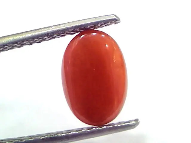 2.56 Ct 2.81 Ratti Natural Untreated Italian Red Coral Moonga