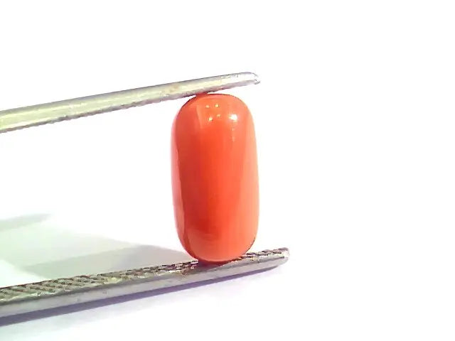 2.56 Ct 4.25 Ratti Natural Italian Red Coral Moonga Gemstone AAAA