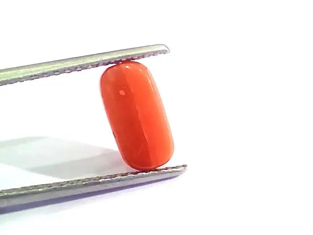 2.56 Ct 4.25 Ratti Natural Italian Red Coral Moonga Gemstone AAAA