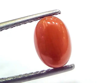 2.60 Ct 4.25 Ratti Natural Untreated Italian Red Coral Moonga Gems