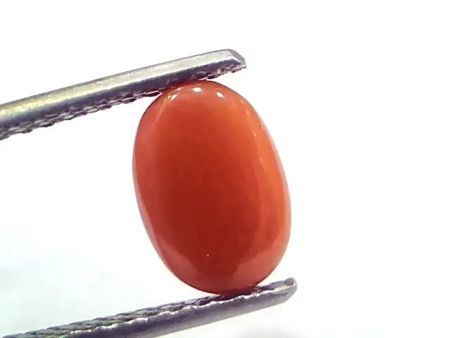 2.60 Ct 4.25 Ratti Natural Untreated Italian Red Coral Moonga Gems