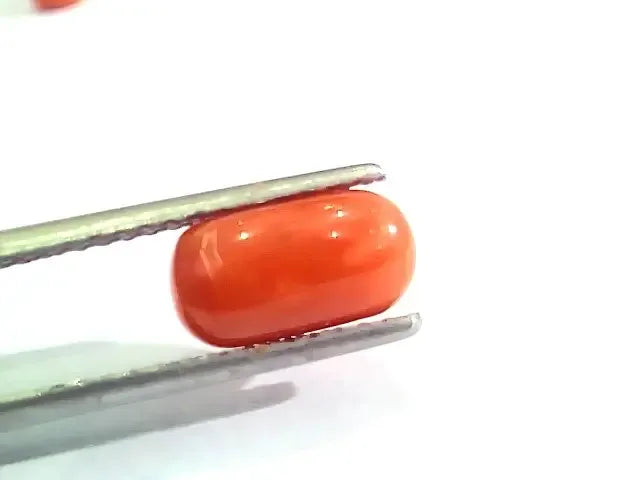 2.57 Ct 2.82 Ratti Natural Italian Red Coral Moonga Gemstone AAAA - Venus Gems