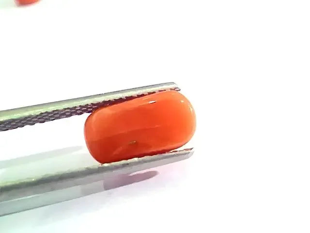 2.57 Ct 2.82 Ratti Natural Italian Red Coral Moonga Gemstone AAAA - Venus Gems