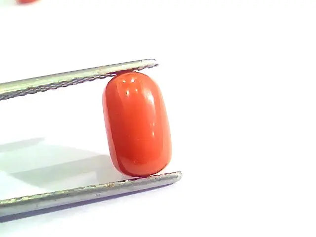 2.58 Ct 4.25 Ratti Natural Italian Red Coral Moonga Gemstone AAAA