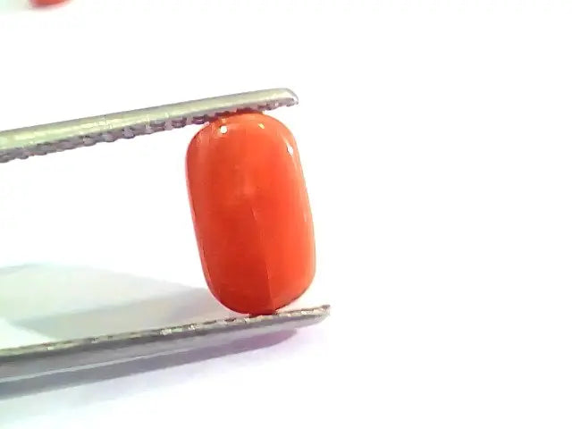 2.58 Ct 4.25 Ratti Natural Italian Red Coral Moonga Gemstone AAAA