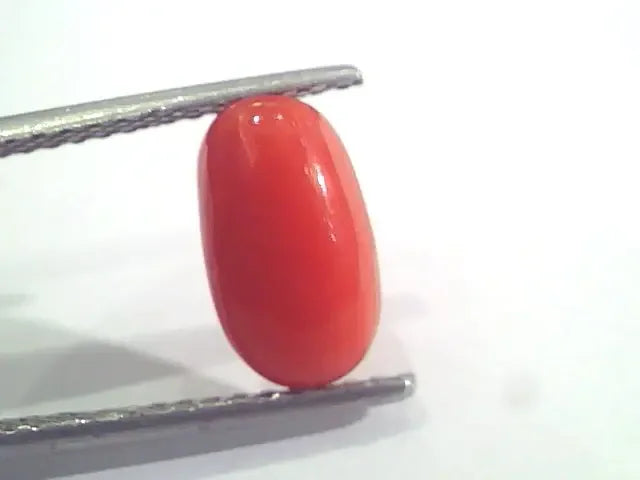 2.58 Ct 2.83 Ratti Natural Italian Red Coral Moonga Gemstone AAAA - Venus Gems