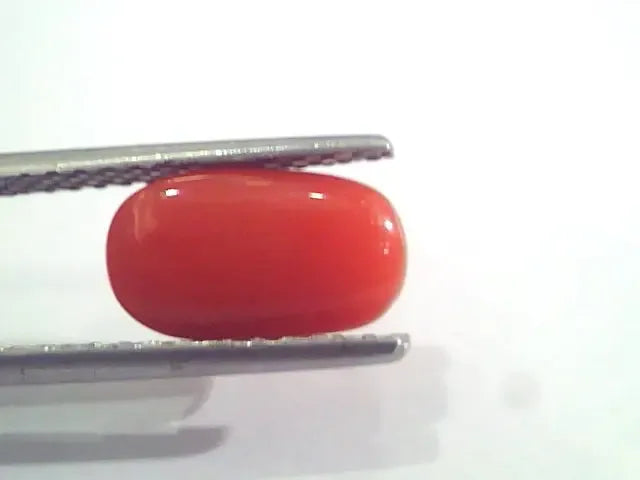 2.58 Ct 2.83 Ratti Natural Italian Red Coral Moonga Gemstone AAAA - Venus Gems