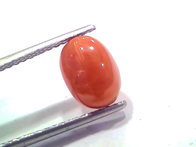 2.61 Ct 2.86 Ratti Natural Untreated Italian Red Coral Moonga AAAAA
