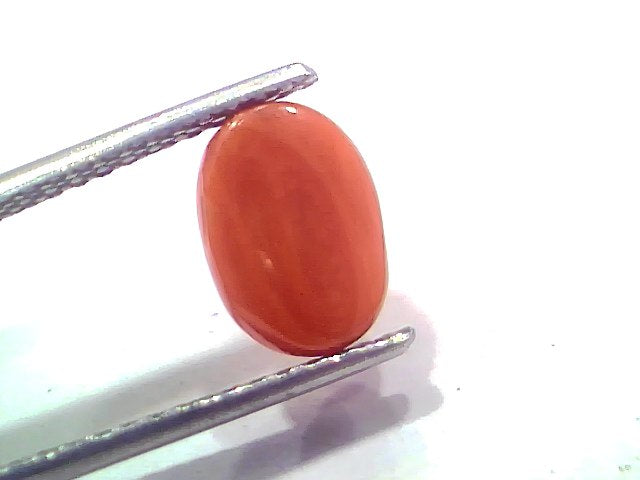 2.61 Ct 2.86 Ratti Natural Untreated Italian Red Coral Moonga AAAAA