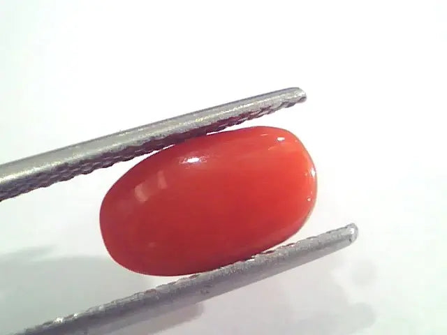 2.64 Ct 2.90 Ratti Natural Italian Red Coral Moonga Gemstone AAAA