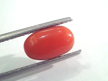 2.64 Ct 2.90 Ratti Natural Italian Red Coral Moonga Gemstone AAAA