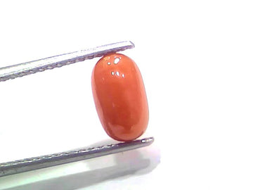 2.64 Ct 2.90 Ratti Natural Untreated Italian Red Coral Moonga Gemstone