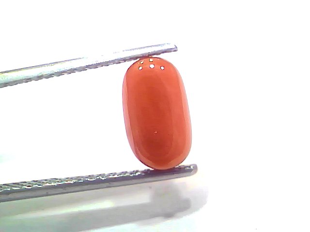 2.64 Ct 2.90 Ratti Natural Untreated Italian Red Coral Moonga Gemstone