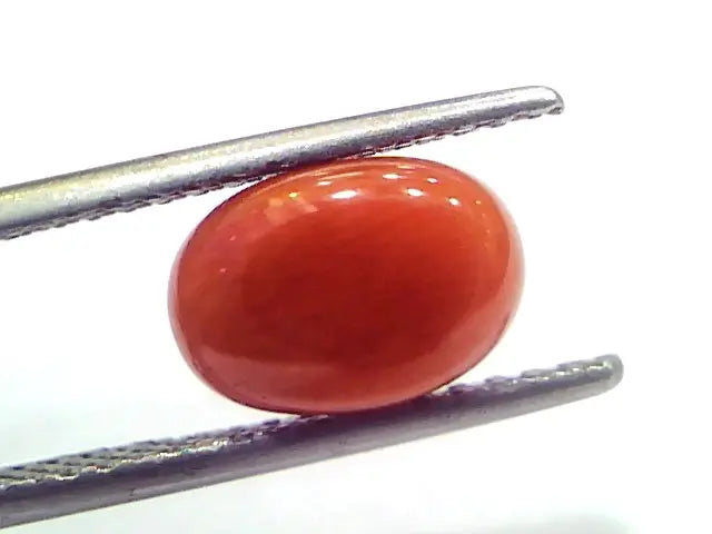 2.69 Ct 4.5 Ratti Natural Untreated Italian Red Coral Moonga Gems