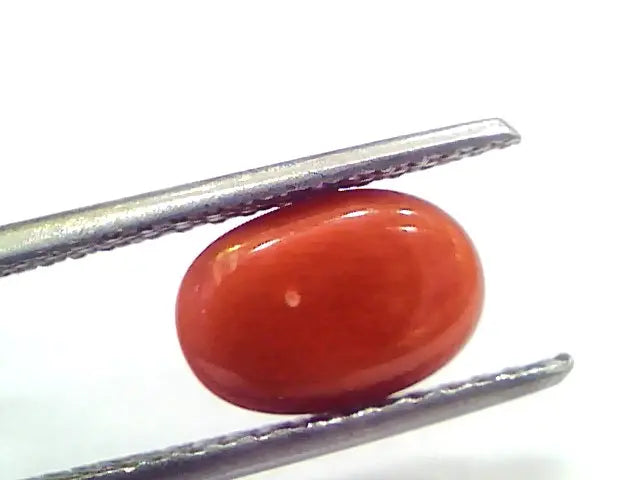 2.69 Ct 4.5 Ratti Natural Untreated Italian Red Coral Moonga Gems