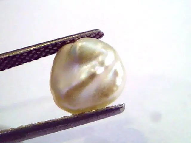 2.67 Carat Certified Natural Keshi Pearl,Certified Moti