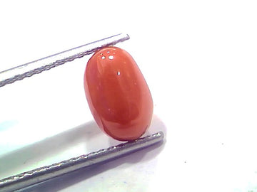 2.67 Ct 2.93 Ratti Natural Untreated Italian Red Coral Moonga AAAAA