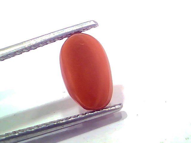 2.67 Ct 2.93 Ratti Natural Untreated Italian Red Coral Moonga AAAAA