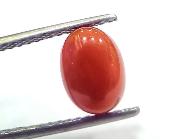 2.71 Ct 2.97 Ratti Natural Untreated Italian Red Coral Moonga Gems