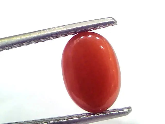 2.71 Ct 2.97 Ratti Natural Untreated Italian Red Coral Moonga Gems
