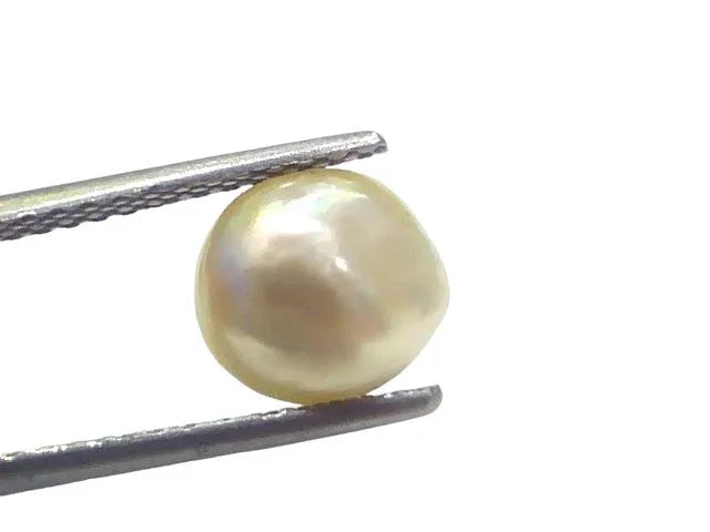 2.68 Ct Certified Natural Venunjula Real Sea Pearl Real Moti For Moon - Venus Gems