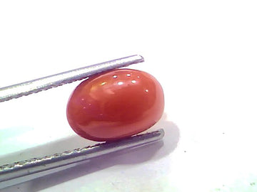 2.69 Ct 2.95 Ratti Natural Untreated Italian Red Coral Moonga AAAAA