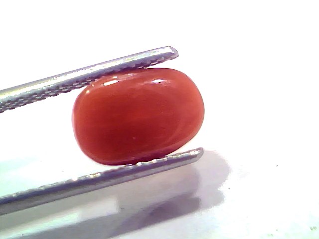 2.69 Ct 2.95 Ratti Natural Untreated Italian Red Coral Moonga AAAAA