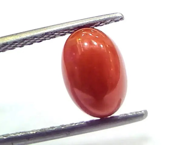 2.75 Ct 4.6 Ratti Natural Untreated Italian Red Coral Moonga Gems