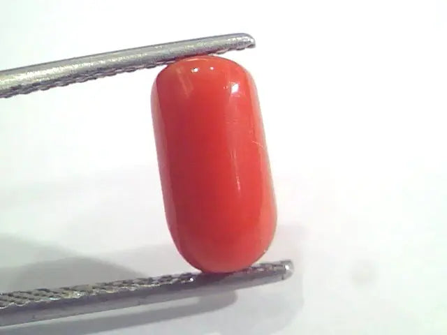 2.68 Ct 2.94 Ratti Natural Italian Red Coral Moonga Gemstone AAAA