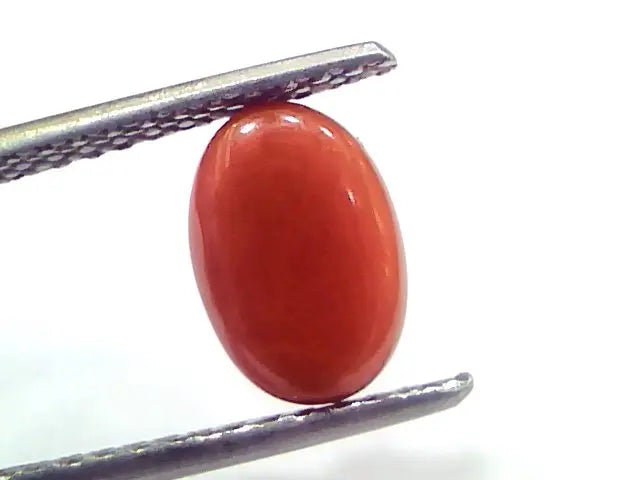 2.75 Ct 4.6 Ratti Natural Untreated Italian Red Coral Moonga Gems