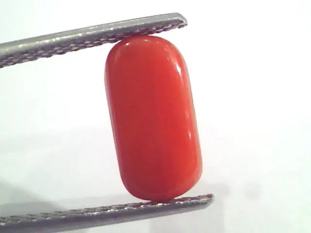 2.68 Ct 2.94 Ratti Natural Italian Red Coral Moonga Gemstone AAAA