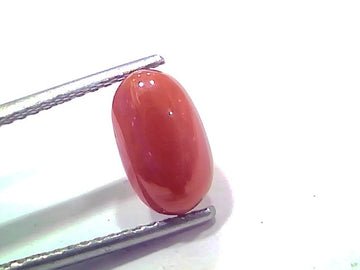 2.70 Ct 2.96 Ratti Natural Untreated Italian Red Coral Moonga AAAAA
