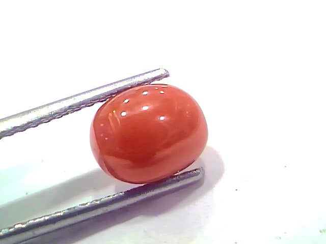 2.70 Ct 2.96 Ratti Natural Untreated Italian Red Coral Moonga AAAAA