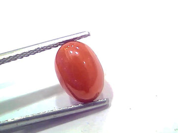 2.70 Ct 2.96 Ratti Natural Untreated Italian Red Coral Moonga AAAAA