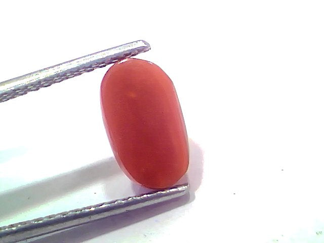 2.70 Ct 2.96 Ratti Natural Untreated Italian Red Coral Moonga AAAAA