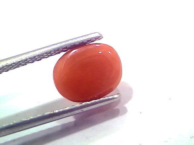 2.70 Ct 2.96 Ratti Natural Untreated Italian Red Coral Moonga AAAAA