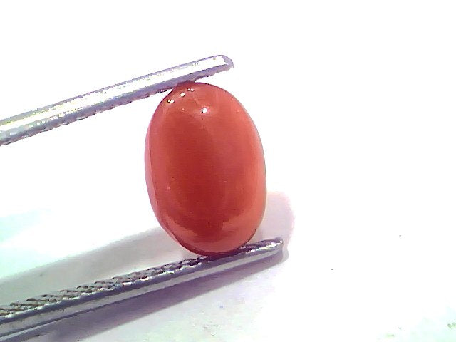 2.70 Ct 2.96 Ratti Natural Untreated Italian Red Coral Moonga AAAAA