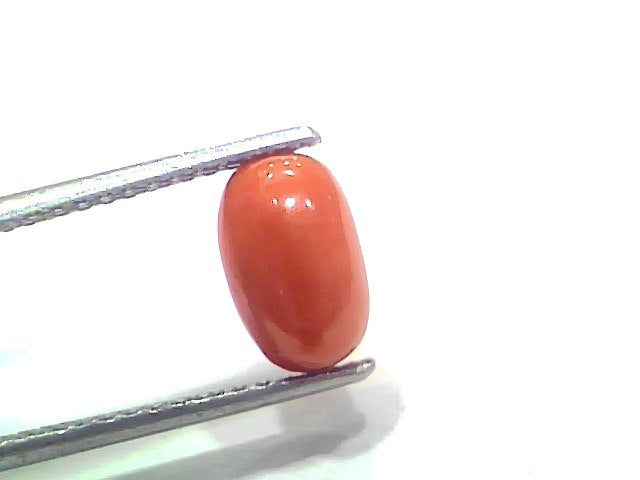 2.71 Ct 2.97 Ratti Natural Untreated Italian Red Coral Moonga Gemstone