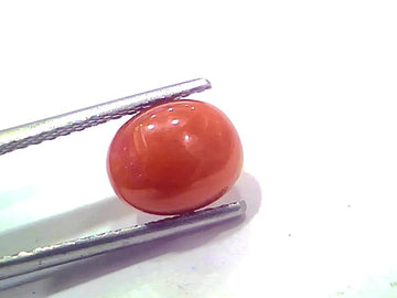 2.71 Ct 2.97 Ratti Natural Untreated Italian Red Coral Moonga AAAAA