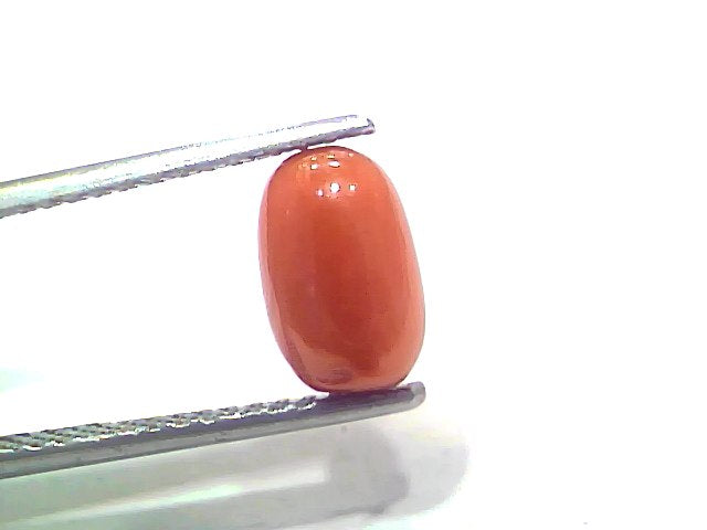 2.71 Ct 2.97 Ratti Natural Untreated Italian Red Coral Moonga Gemstone