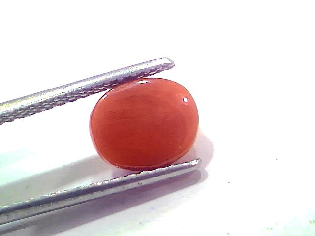 2.71 Ct 2.97 Ratti Natural Untreated Italian Red Coral Moonga AAAAA