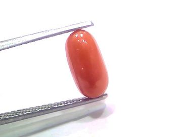 2.72 Ct 2.98 Ratti Natural Untreated Italian Red Coral Moonga Gemstone