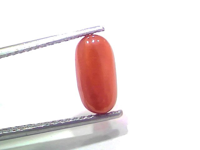 2.72 Ct 2.98 Ratti Natural Untreated Italian Red Coral Moonga Gemstone