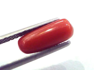 2.73 Carat Natural Italian Red Coral Moonga Gemstone