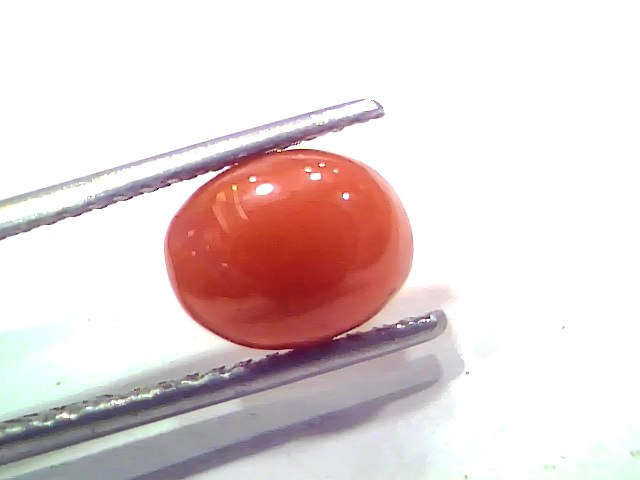 2.74 Ct 3.01 Ratti Natural Untreated Italian Red Coral Moonga AAAAA
