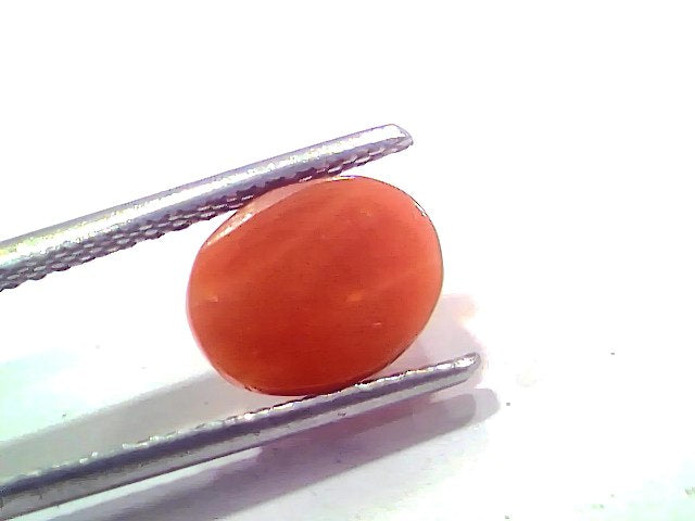 2.74 Ct 3.01 Ratti Natural Untreated Italian Red Coral Moonga AAAAA